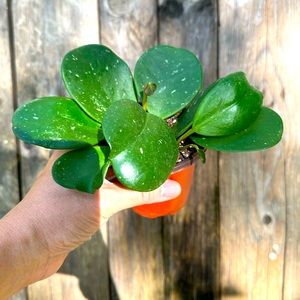 Hoya Obovata Starter Plant